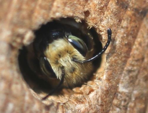 Megachile sp.